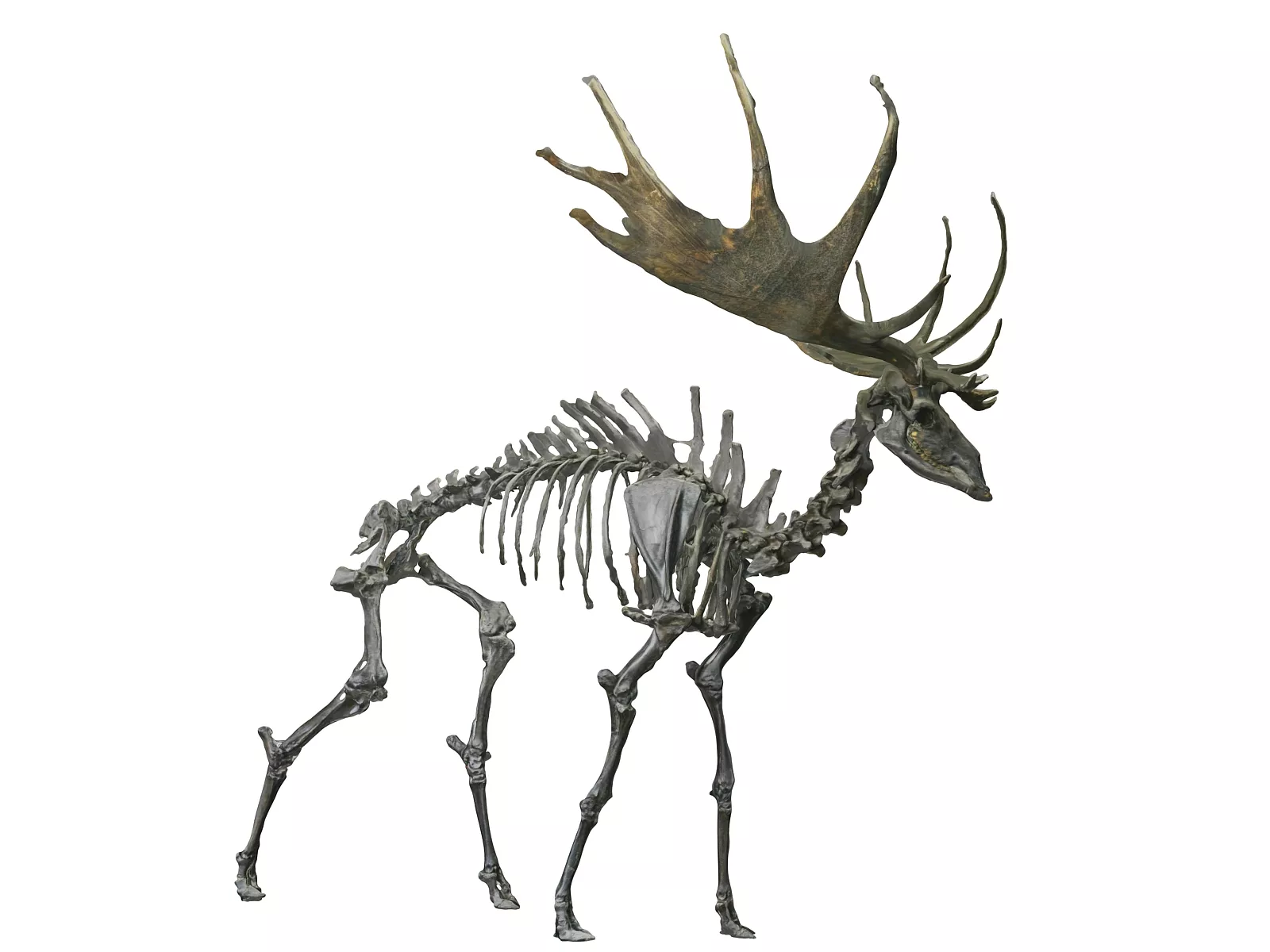 Giant Deer Skeleton HD Low-poly 3D model