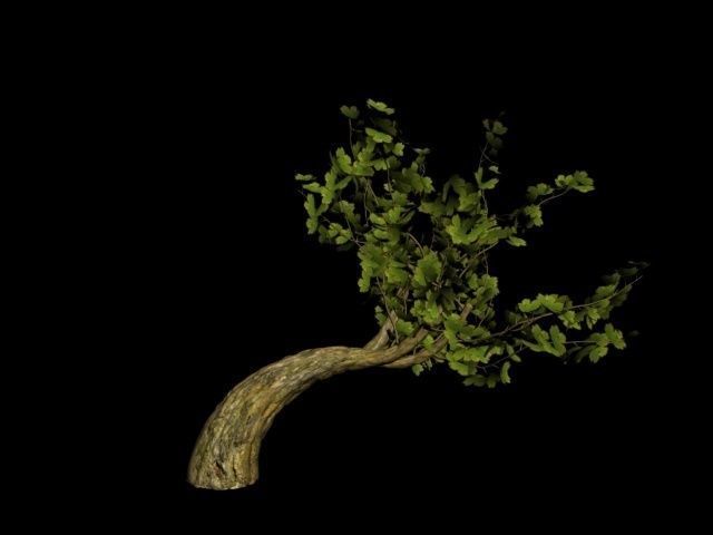 CartoonTree005 tree Free low-poly 3D model_1