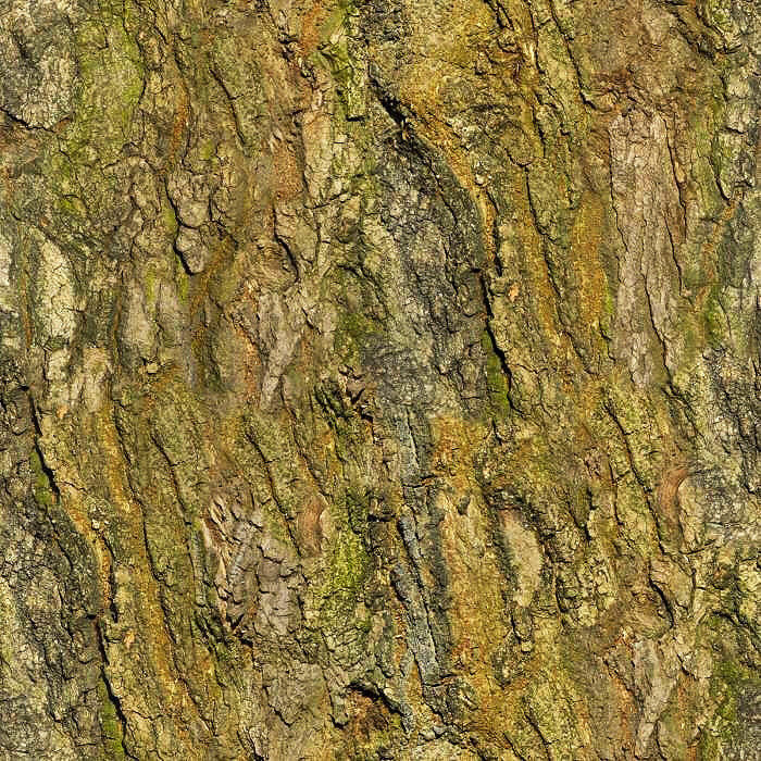 CartoonTree005 tree Free low-poly 3D model_2