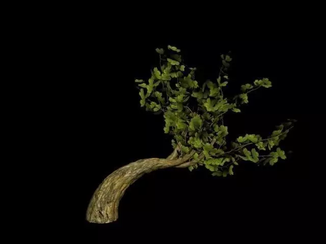 CartoonTree005 tree Free low-poly 3D model_0