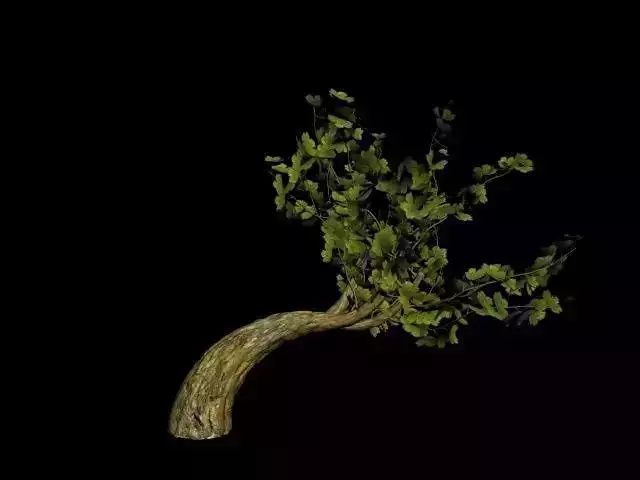 CartoonTree005 tree Free low-poly 3D model