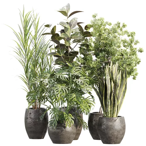 Indoor Pot Plants Collection 549