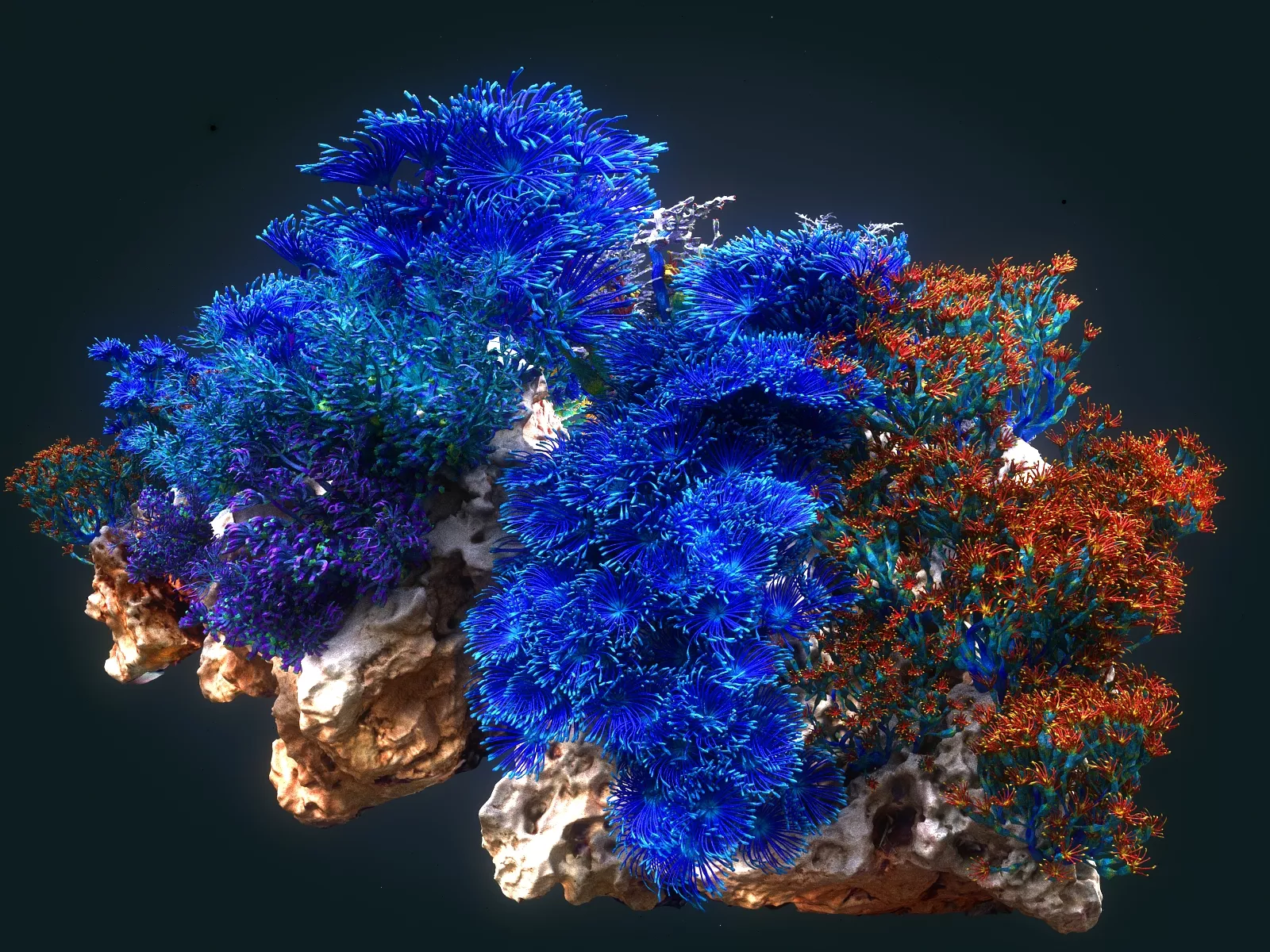 Coral reef ecosystem Animated Low-poly 3D model