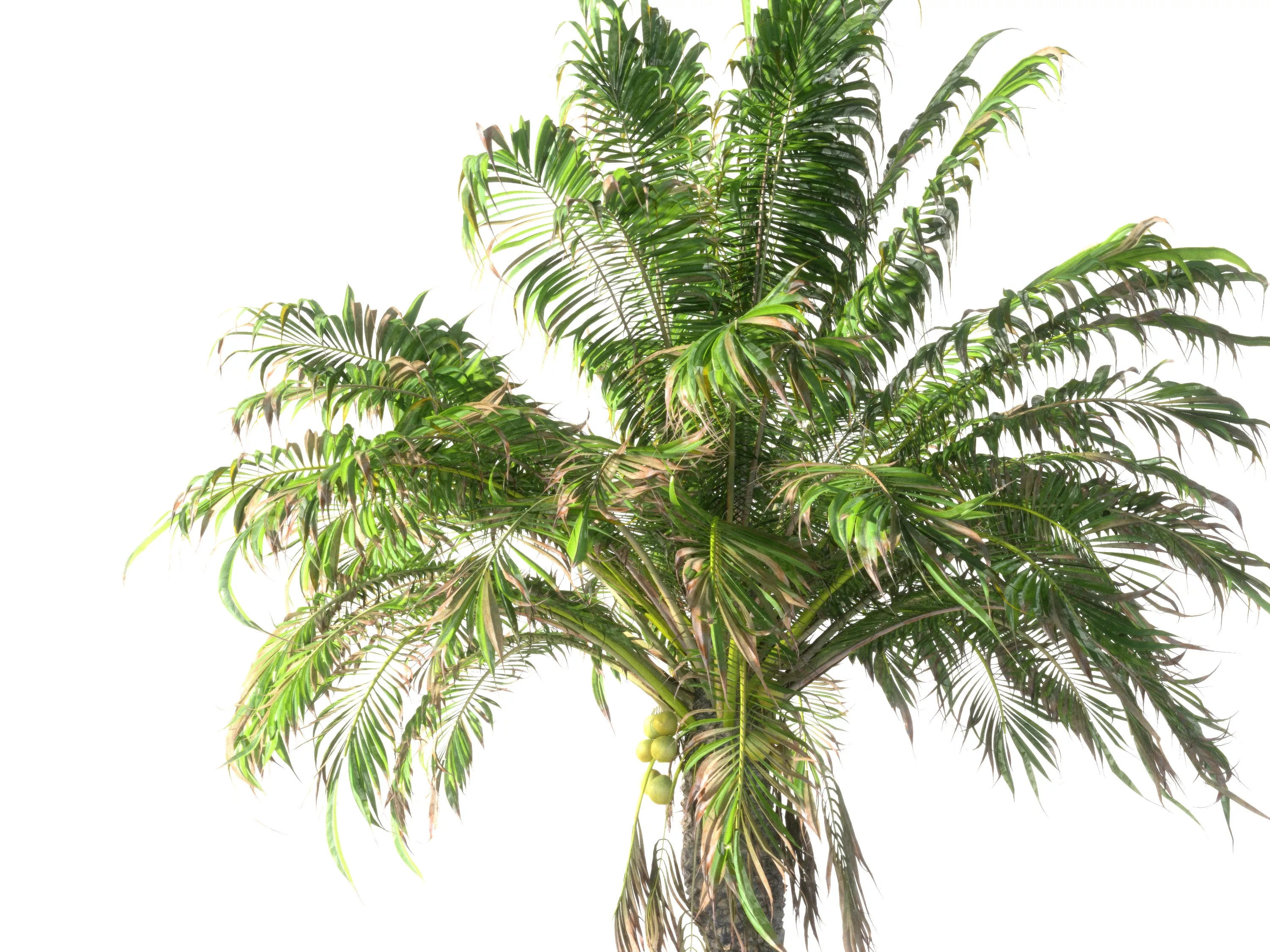 Coconut Palm Animated HD Low-poly 3D model