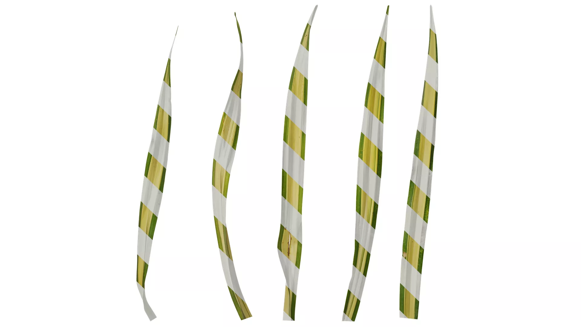 Anydrafts Chlorophytum capense Leaf 01 Texture