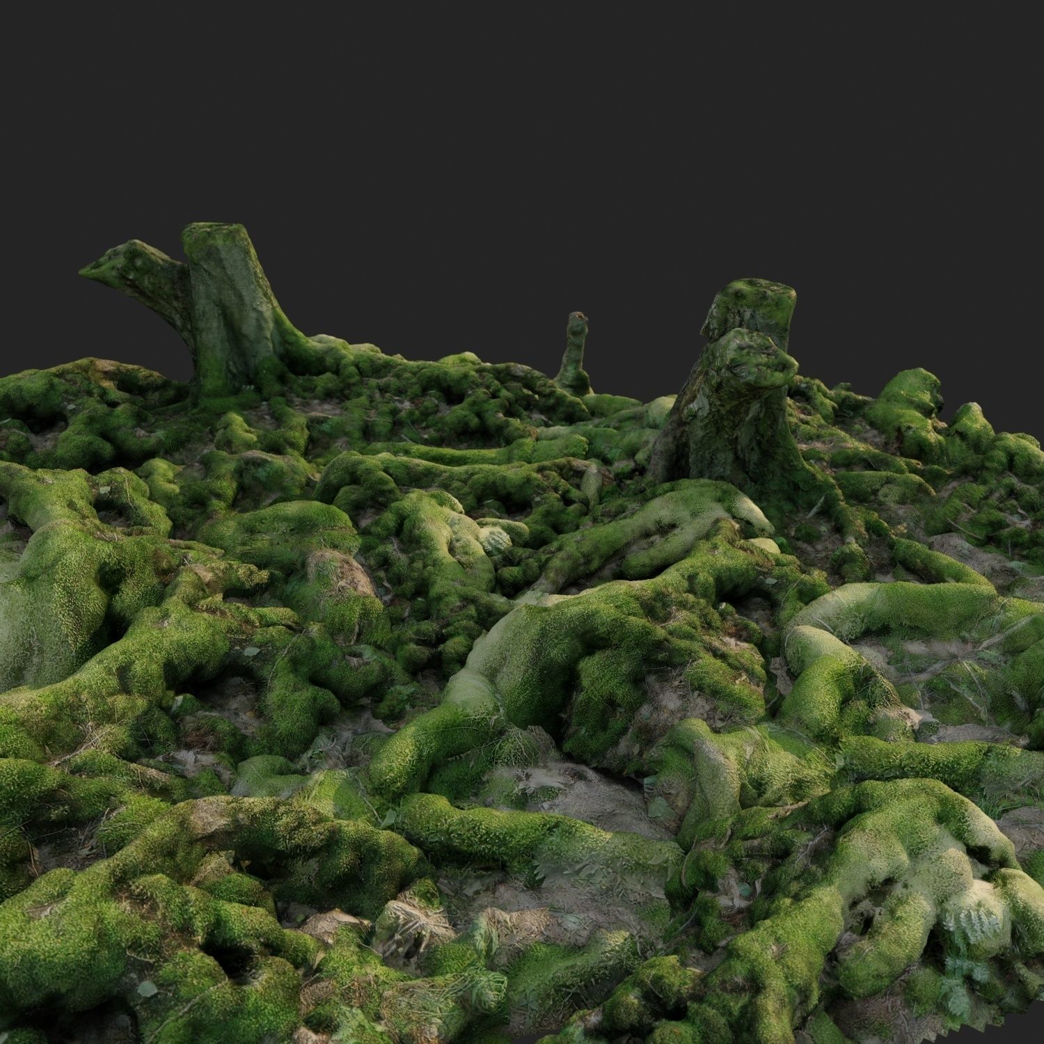 3d scanned nature forest roots 005 3D model_3