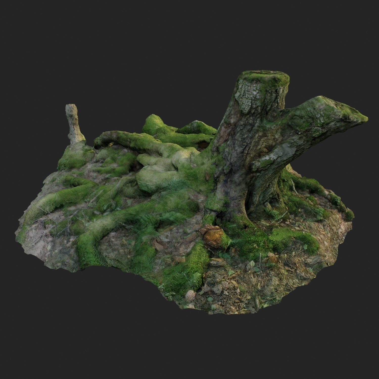 3d scanned nature forest roots 005 3D model_5