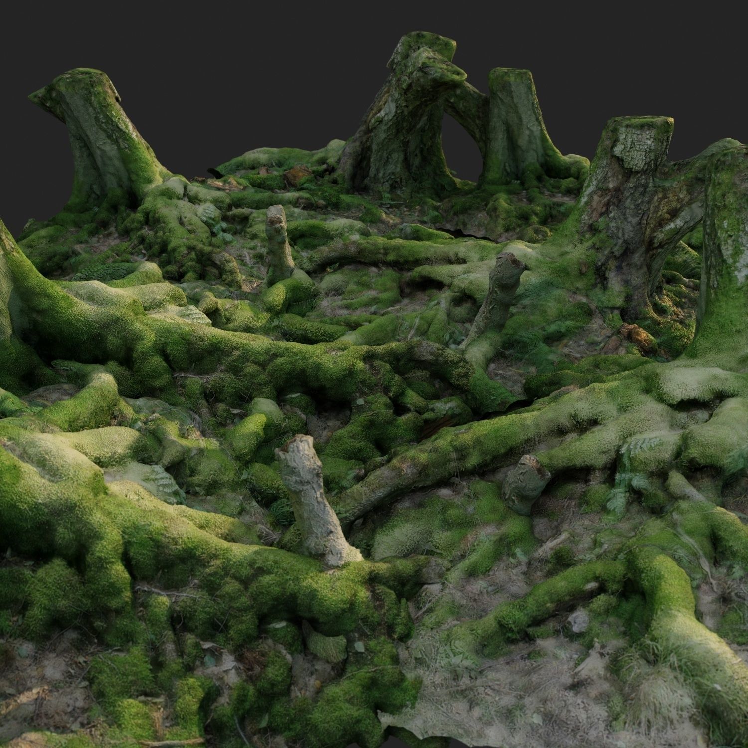 3d scanned nature forest roots 005 3D model_4