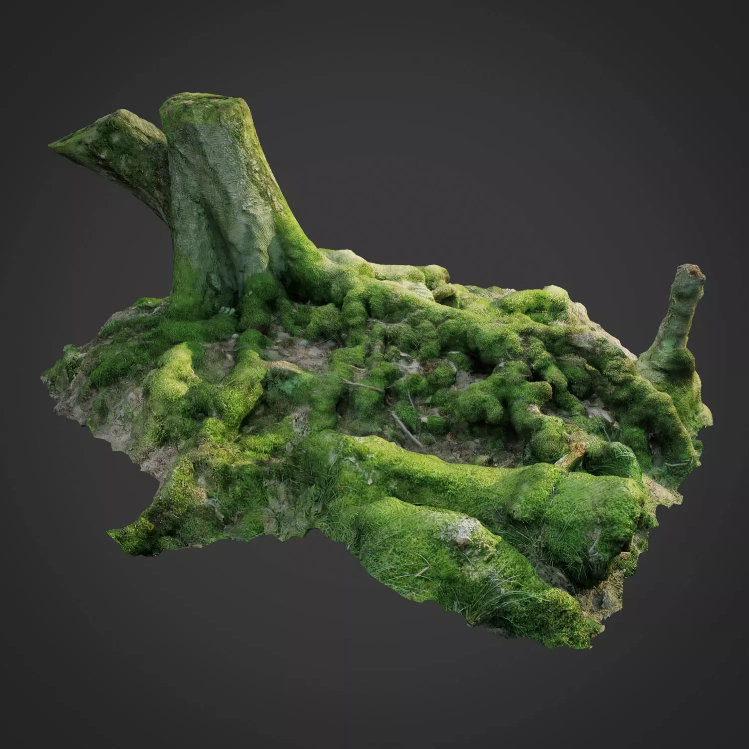 3d scanned nature forest roots 005 3D model_0