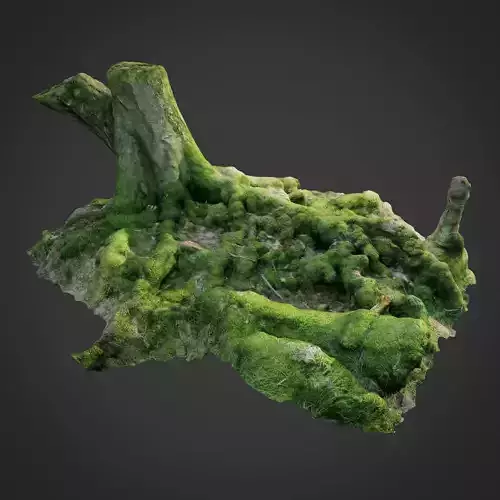 3d scanned nature forest roots 005 