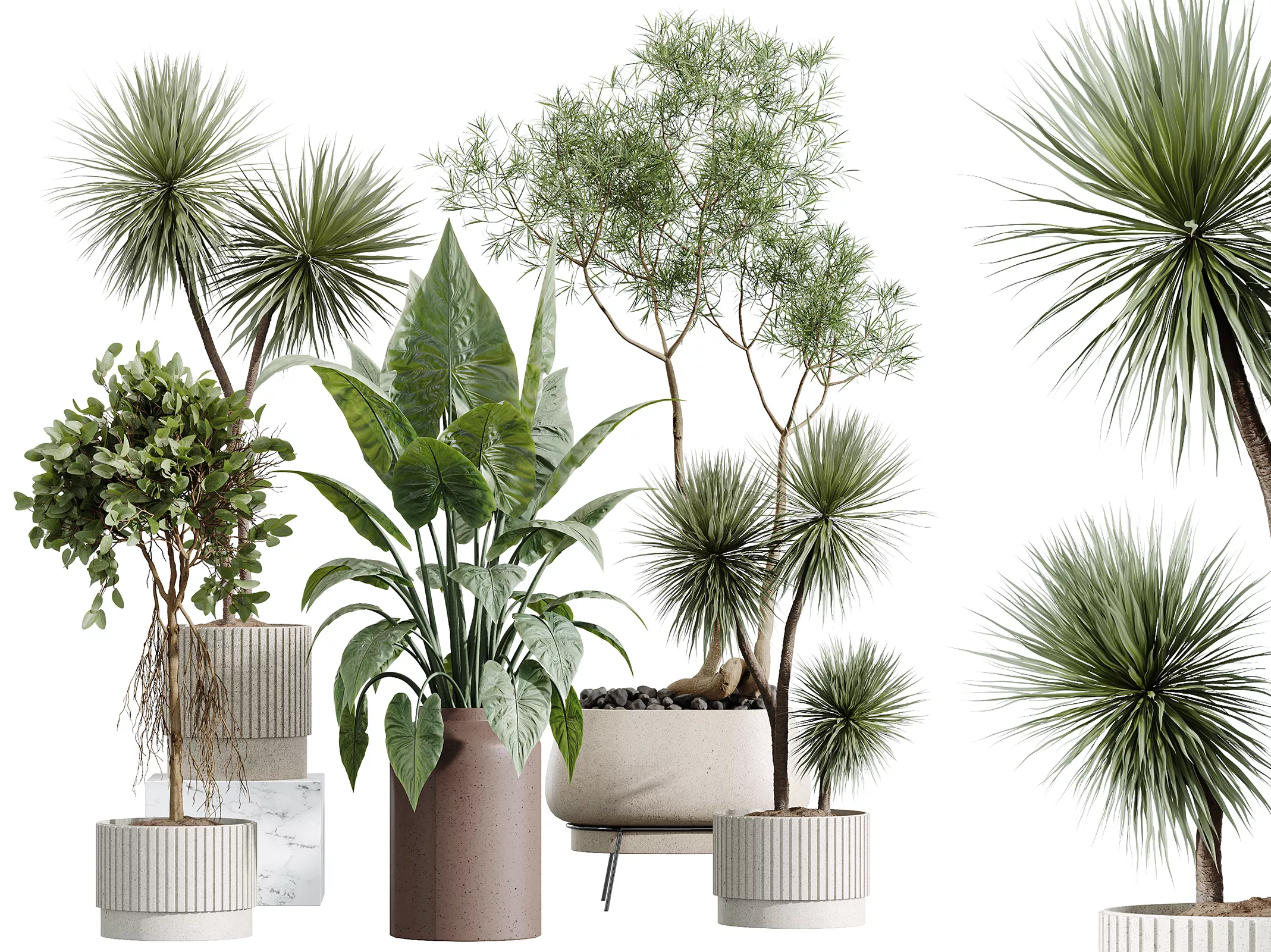 AV Indoor Plants Set 607 Yucca Alocasia Ficus Marginata Fig 3D model
