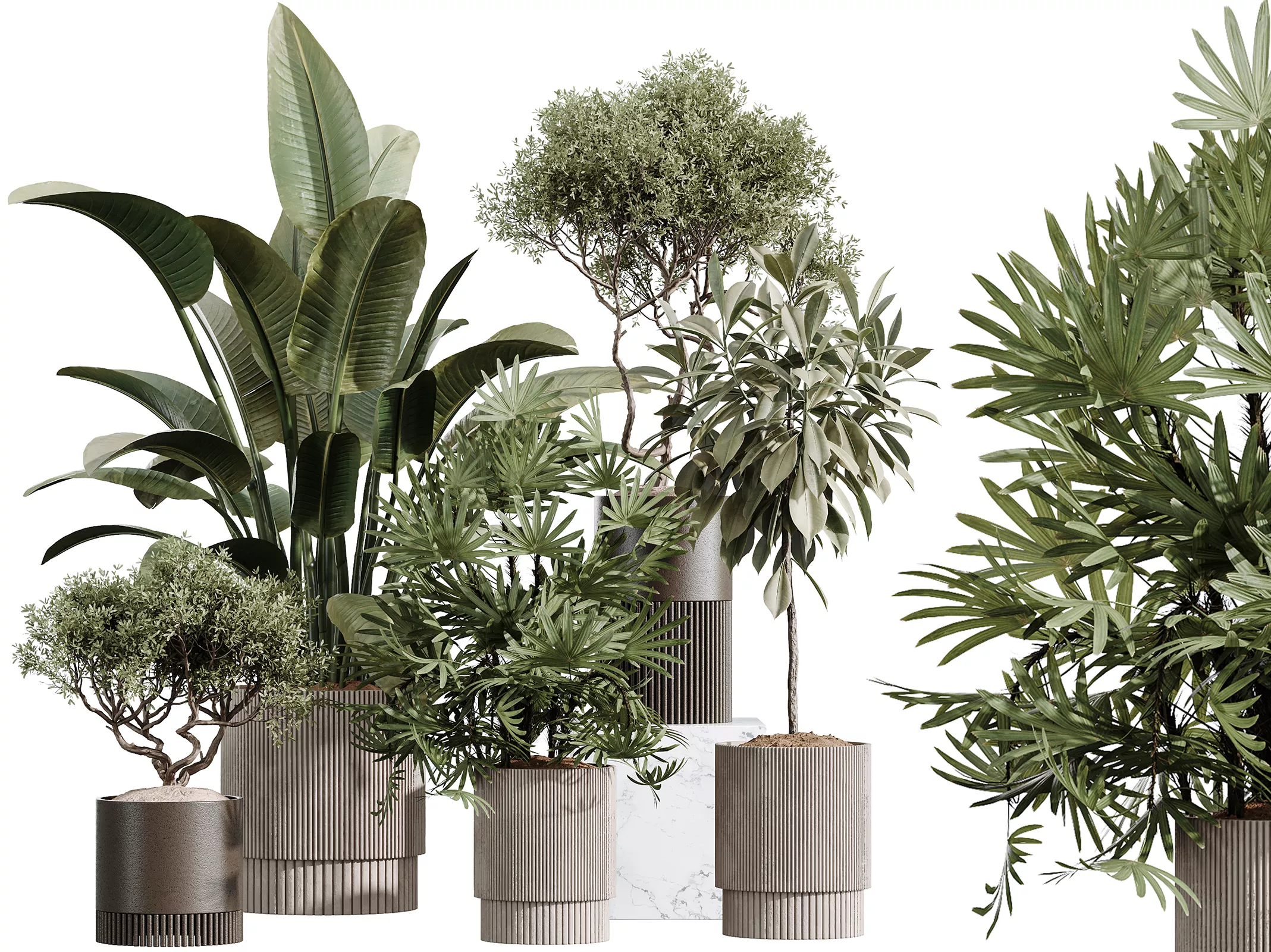 AV Indoor Plants Set 609 Ficus Olive Palm Bird Of Paradise 3D model