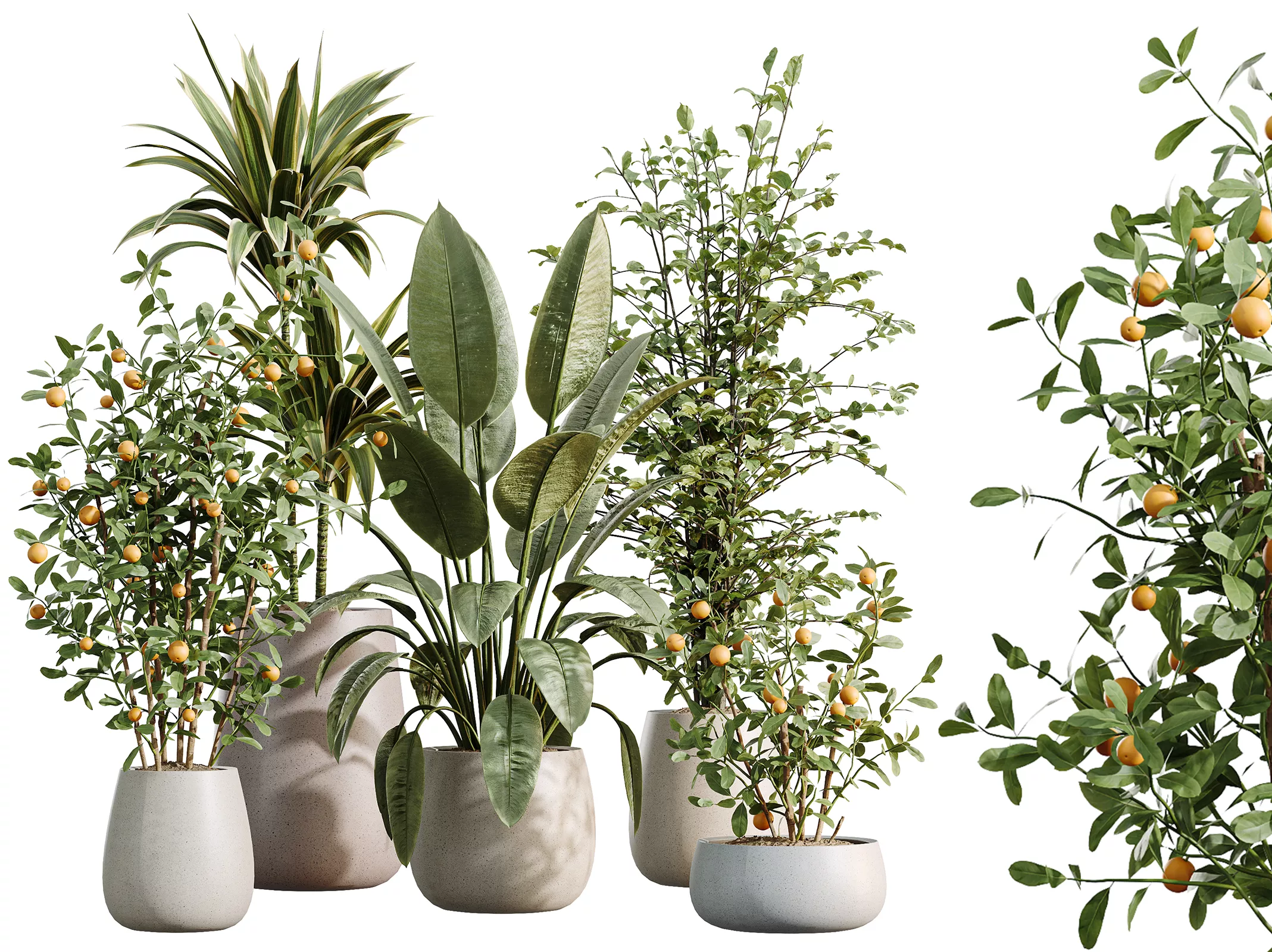 AV Indoor Plants Set 610 Orange Tree Ficus Alnus Glutinosa Lemon 3D model