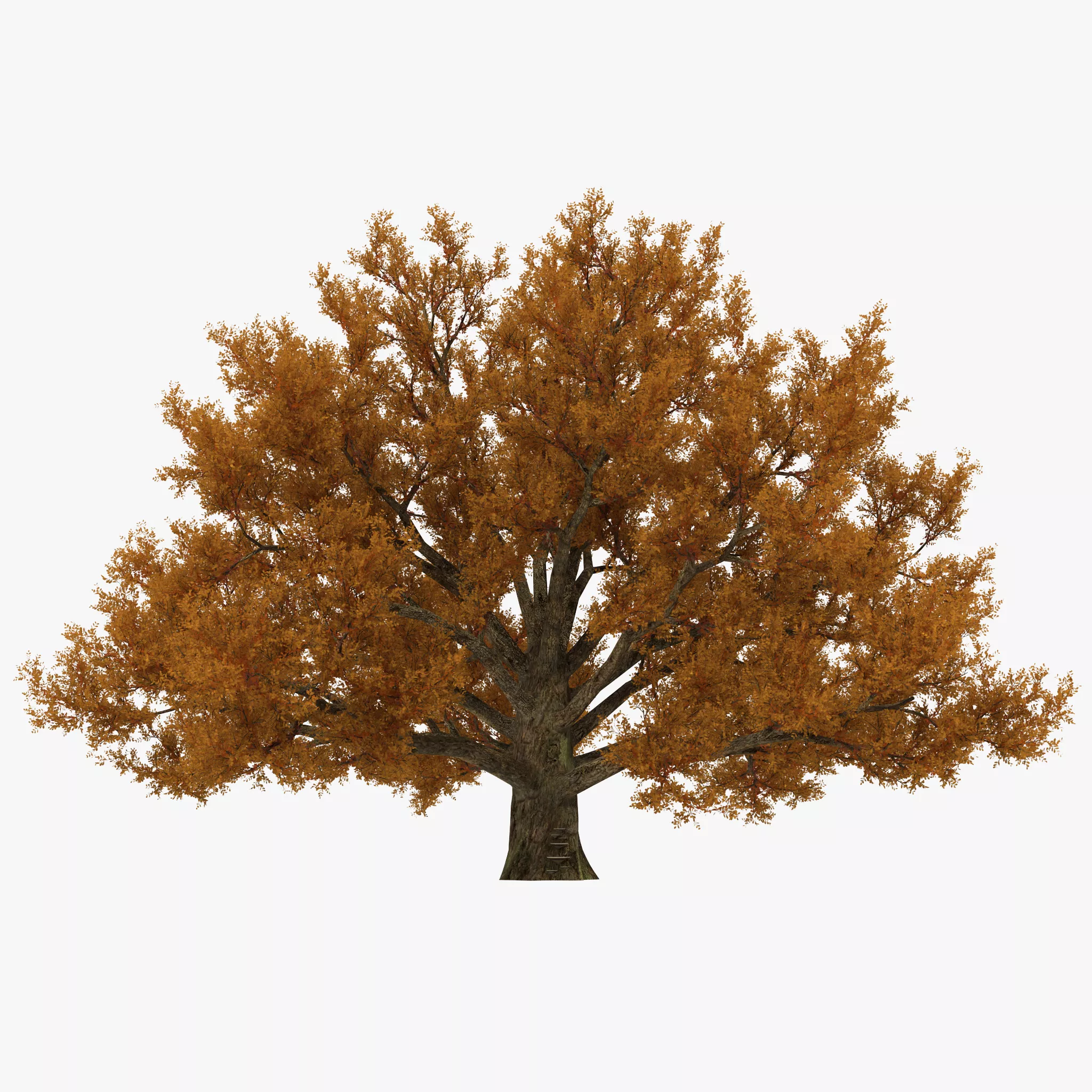 Old White Oak Autumn 3D model