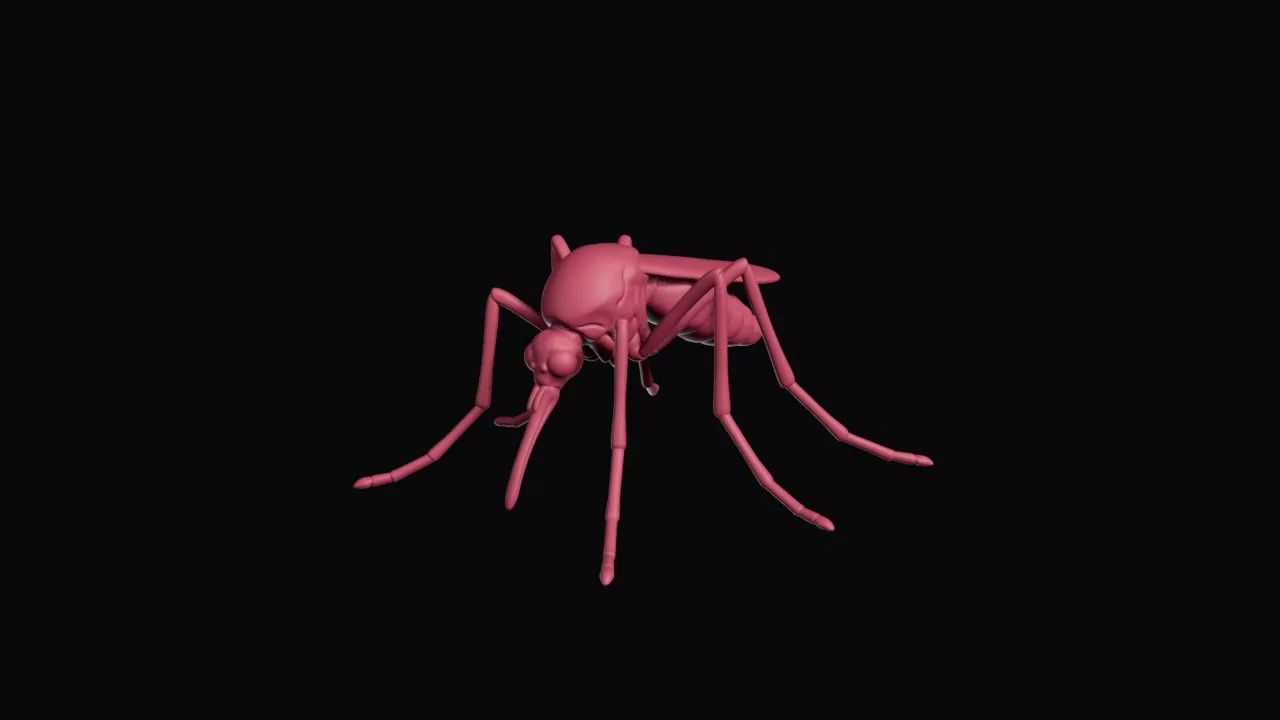 Anatomical Mosquito Insect Biology Model 3D print model