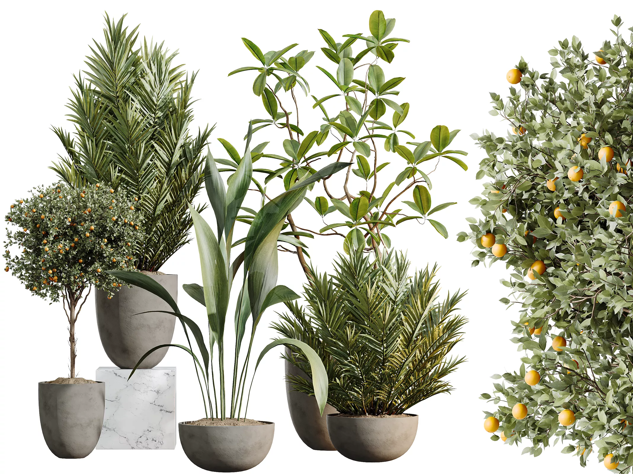 AV Indoor Plants Set 612 Ficus Aspidistra Palm Orange Tree 3D model