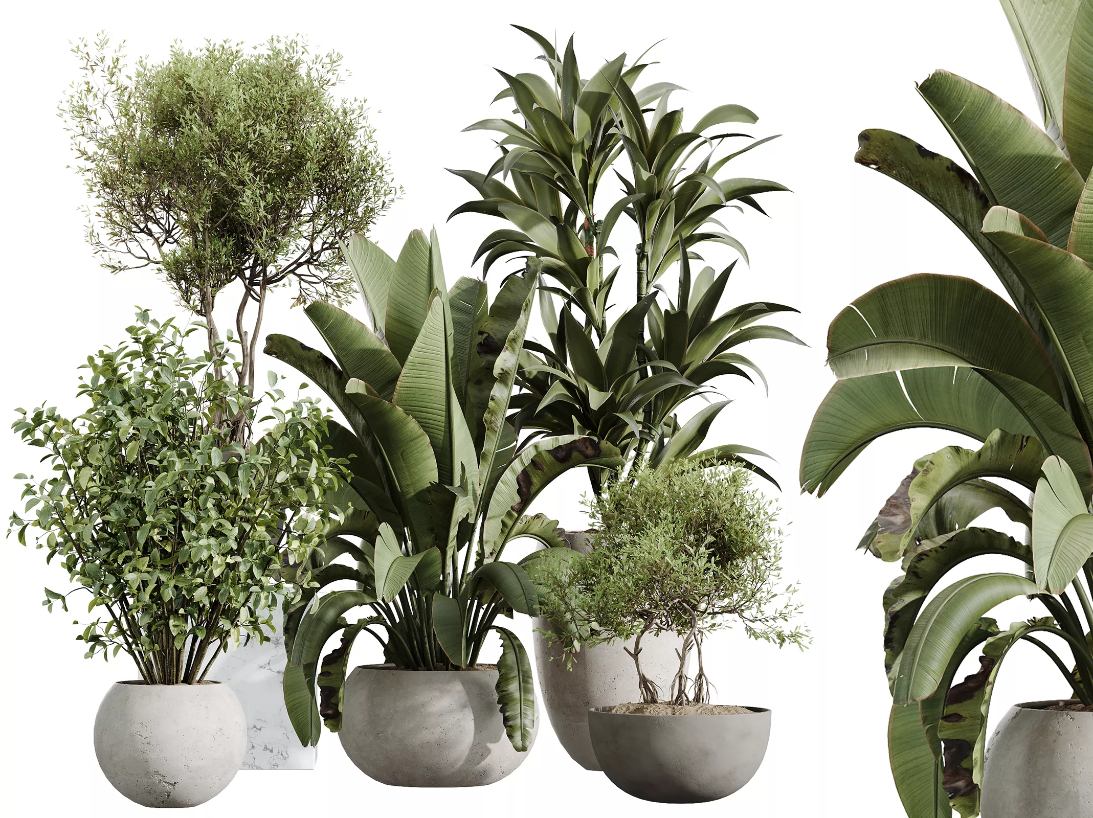 AV Indoor Plants Set 613 Olive Eucalyptus Banana Lemon 3D model