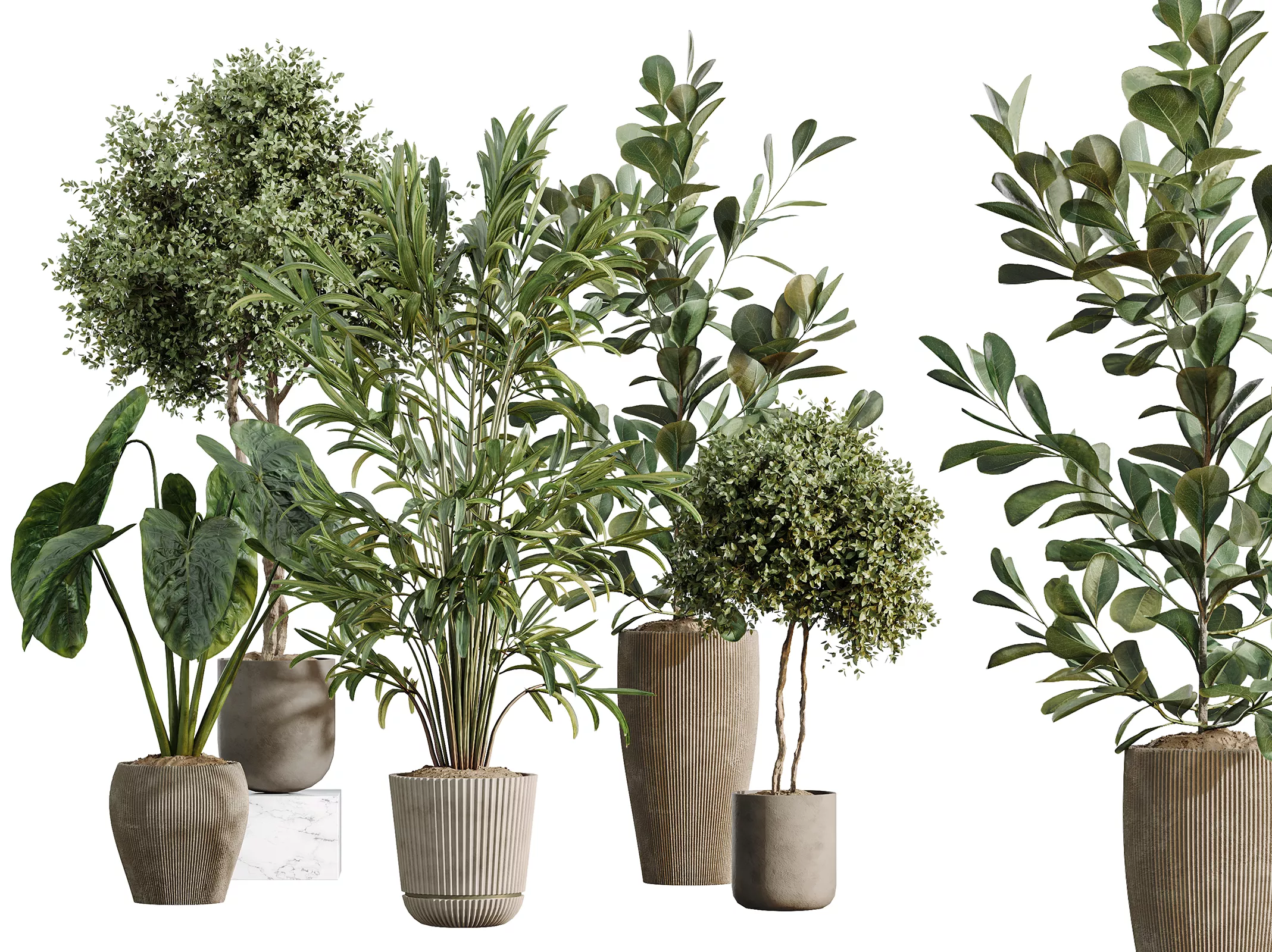 AV Indoor Plants Set 614 Olive Palm Ficus microcarpa Cunjevoi 3D model