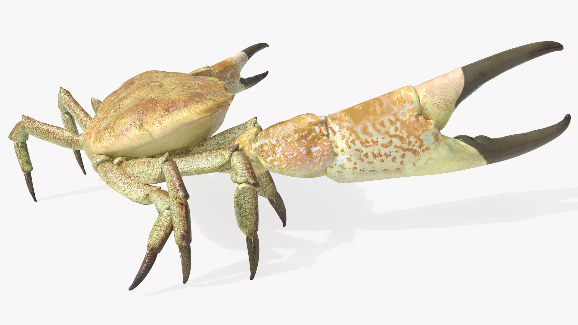 Giant Deep Sea Crab Side Walk Animated Rigged For Maya 3D model
