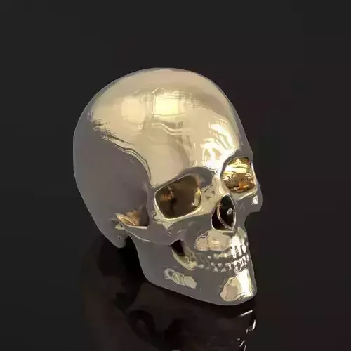 Human skull 047 