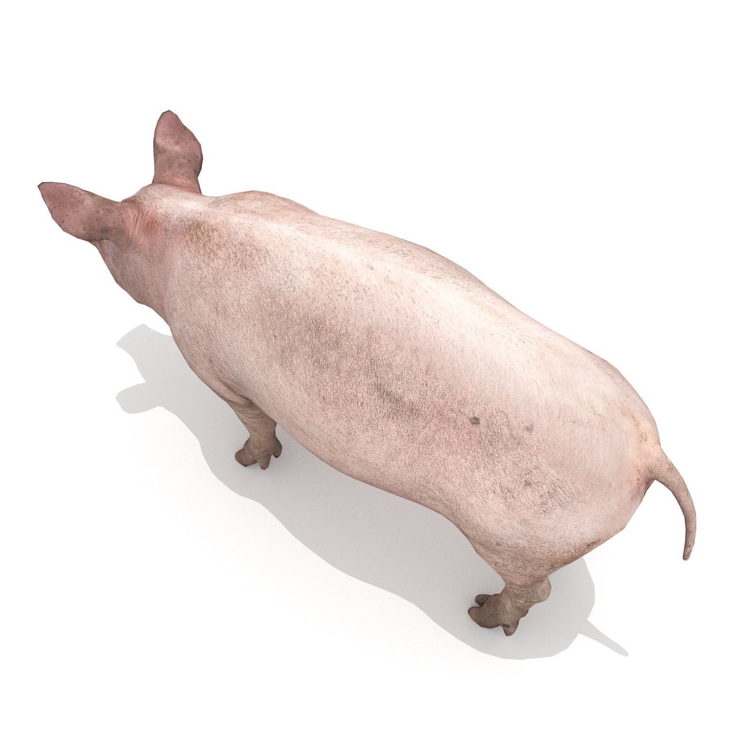 Pig - Realistic Low-poly 3D model_4