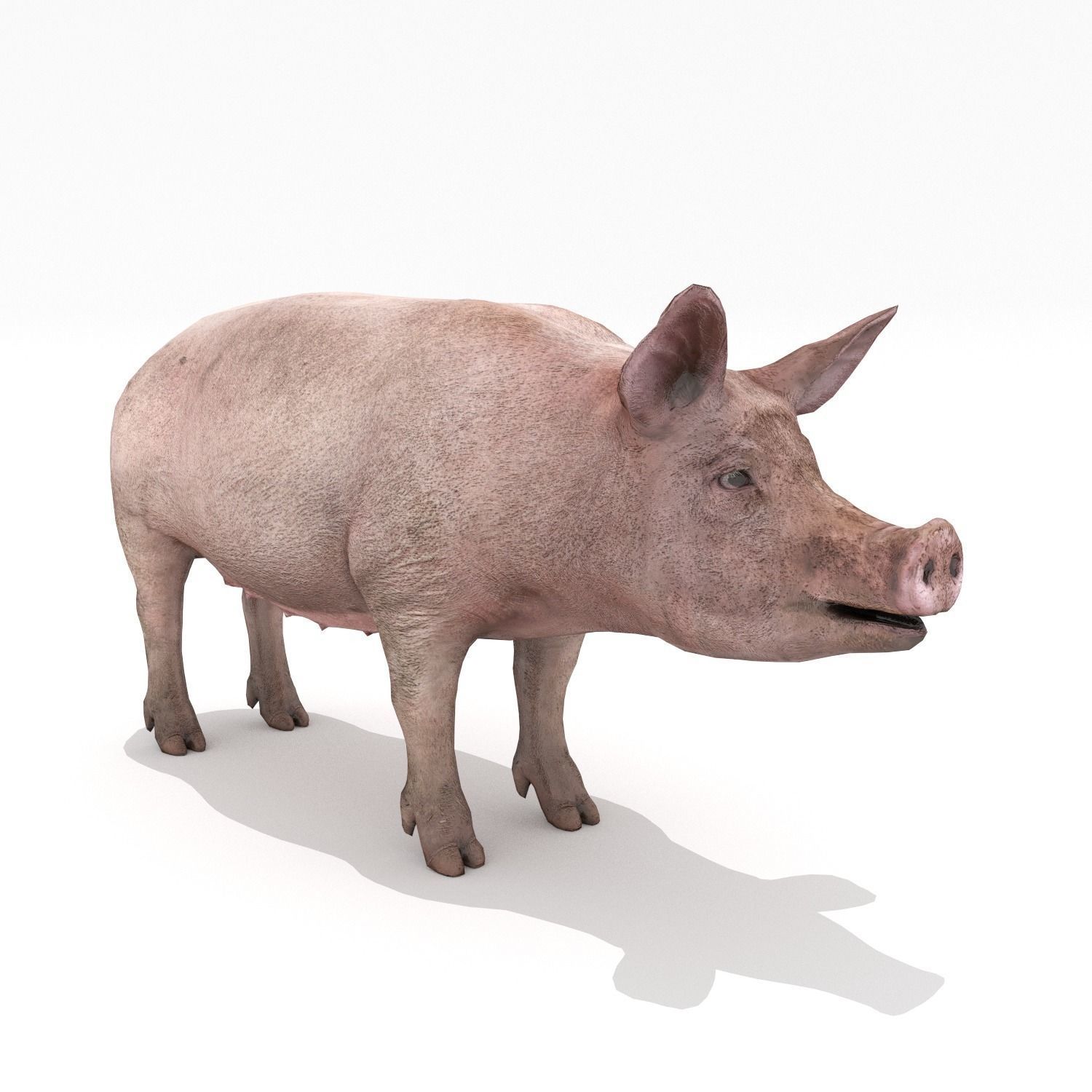 Pig - Realistic Low-poly 3D model_2