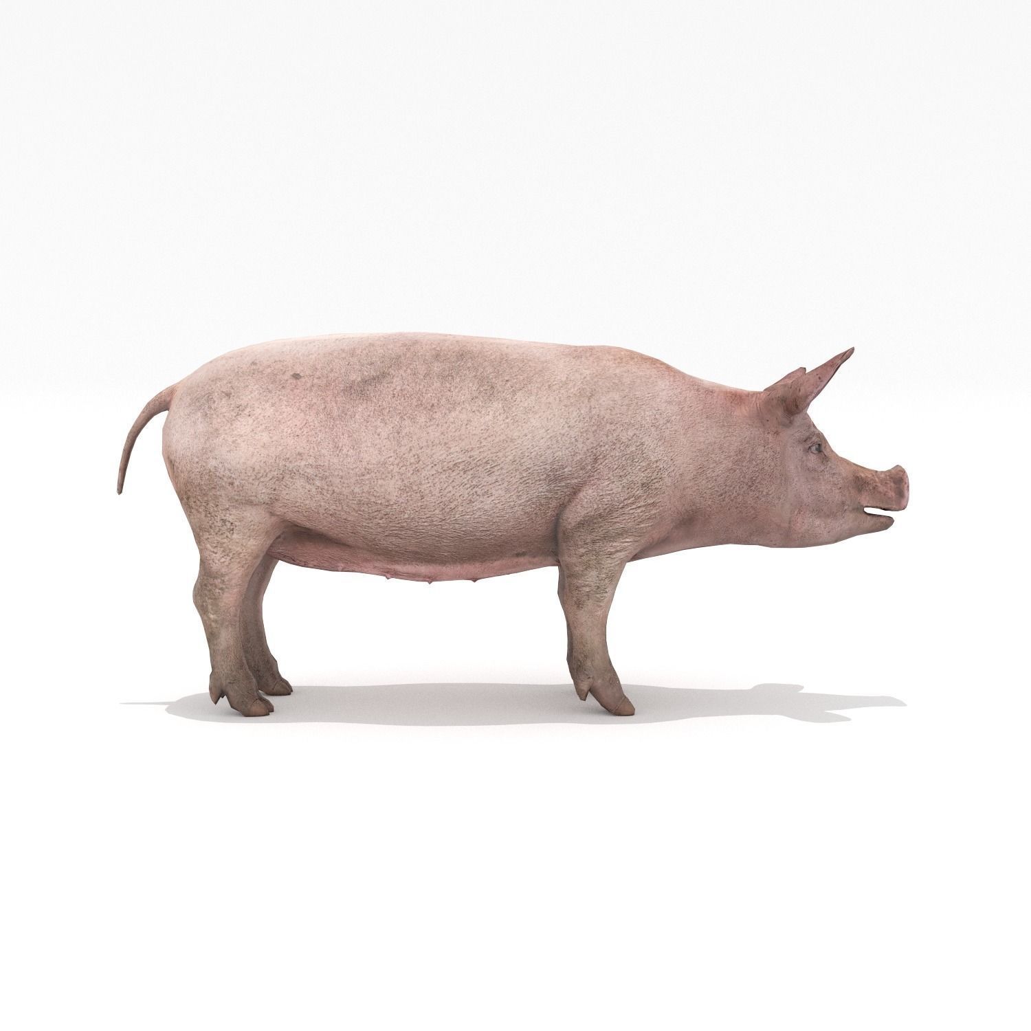 Pig - Realistic Low-poly 3D model_1