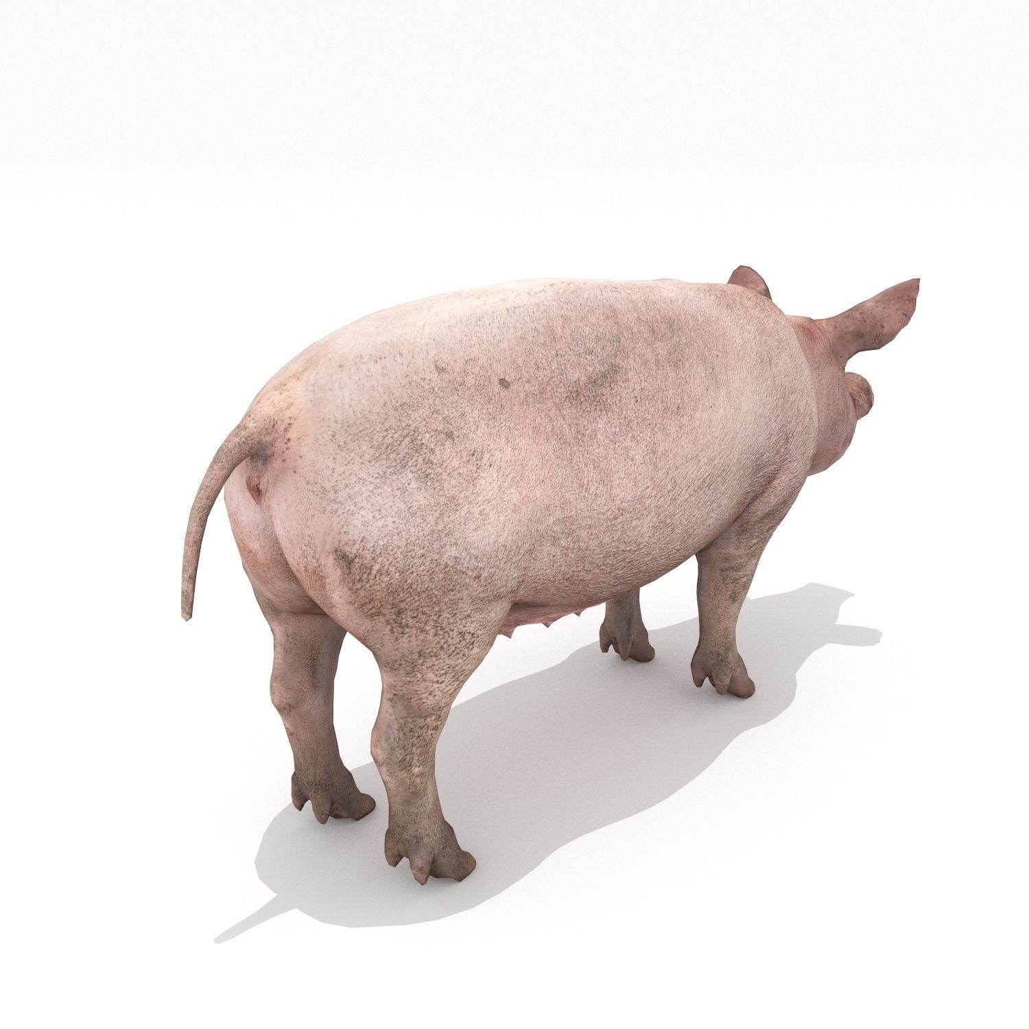 Pig - Realistic Low-poly 3D model_3