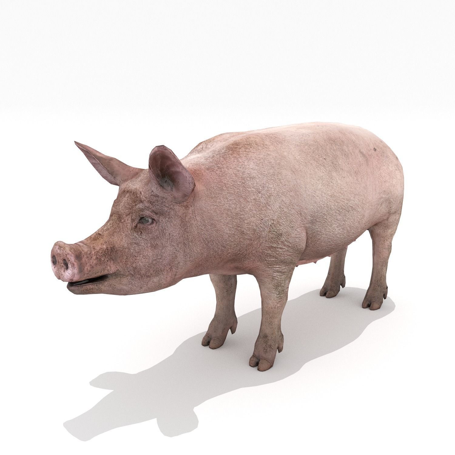 Pig - Realistic