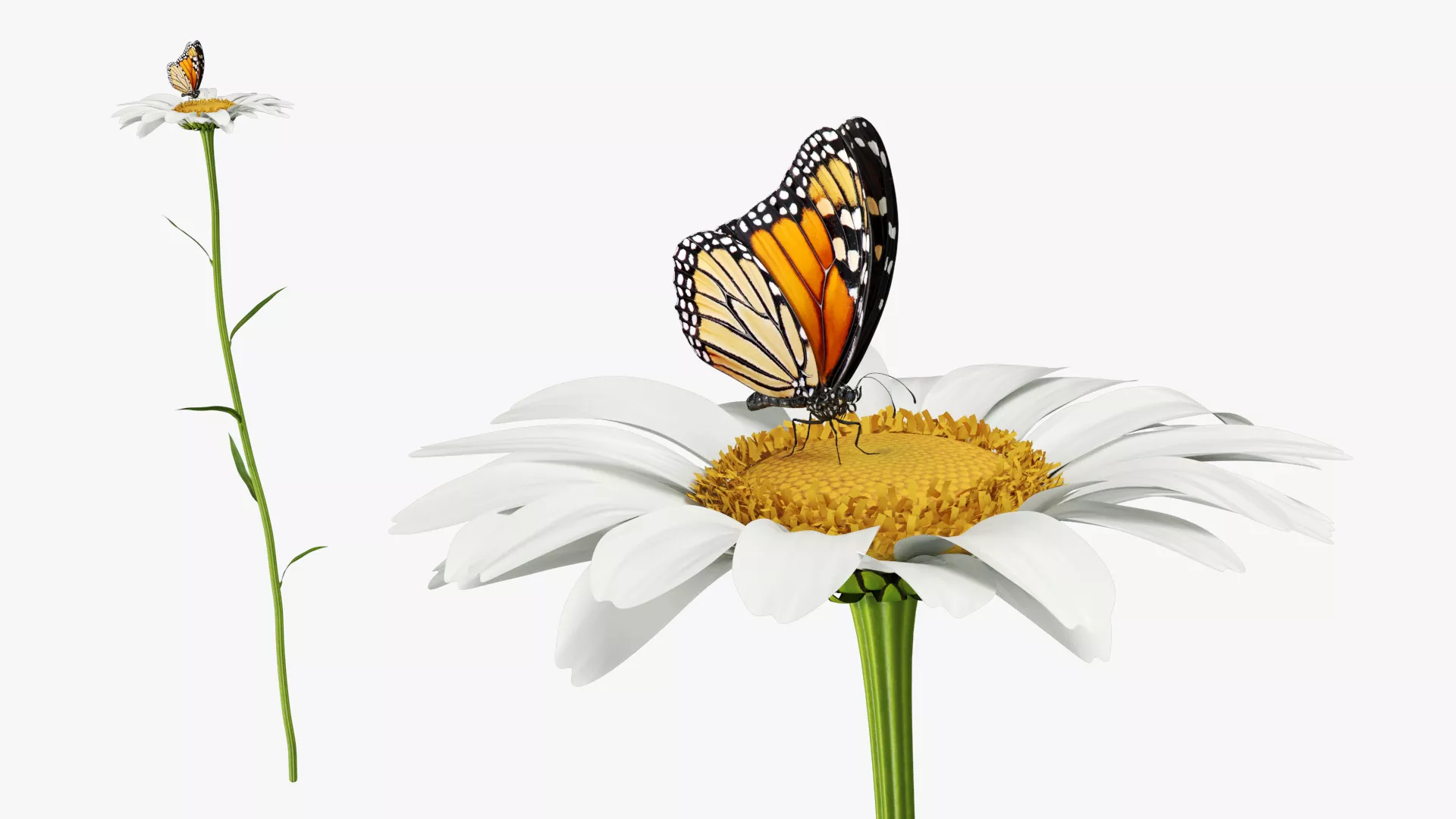 Monarch Butterfly Collects Nectar Fur Animated Rigged 3D model