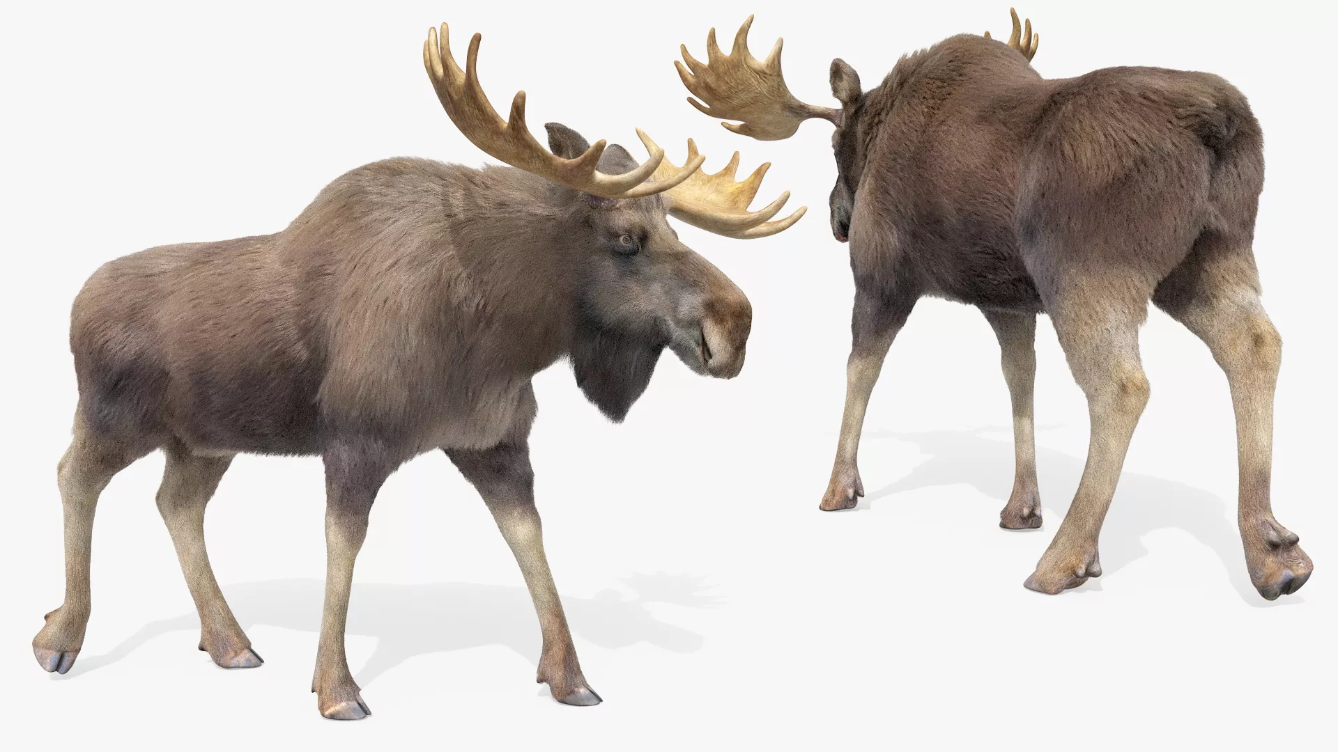 Bull Moose Fur Rigged For Maya 3D model