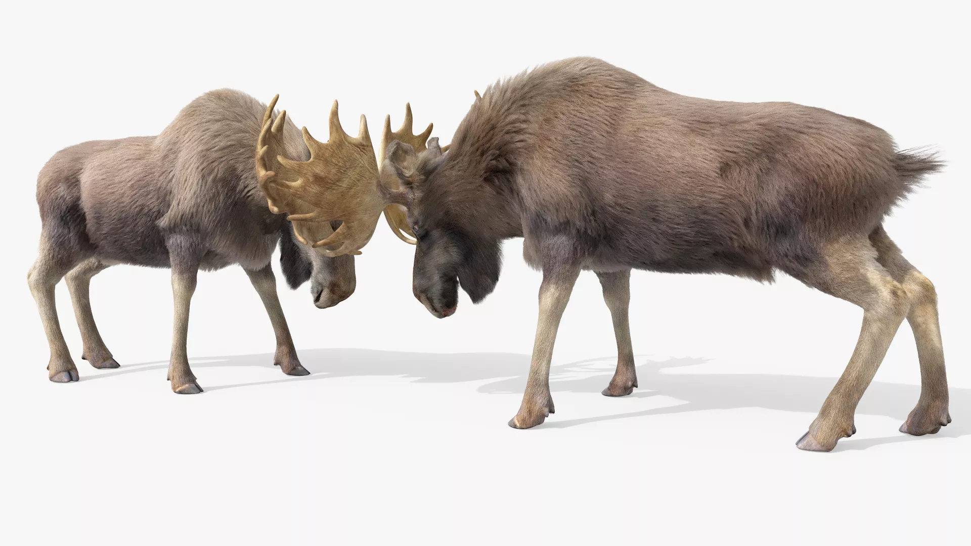 Bull Moose Fight Fur Animated Rigged For Maya 3D model