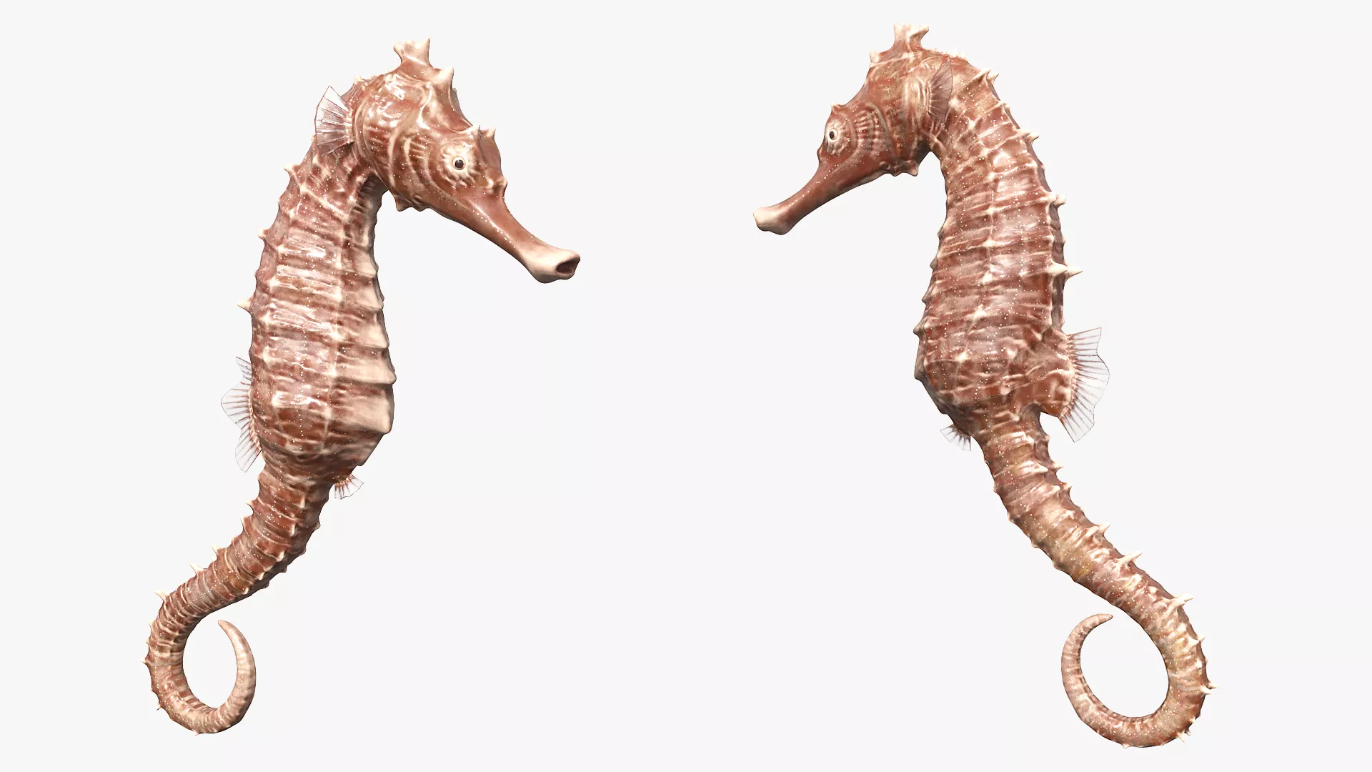 Seahorse Swim Animated Rigged For Maya 3D model
