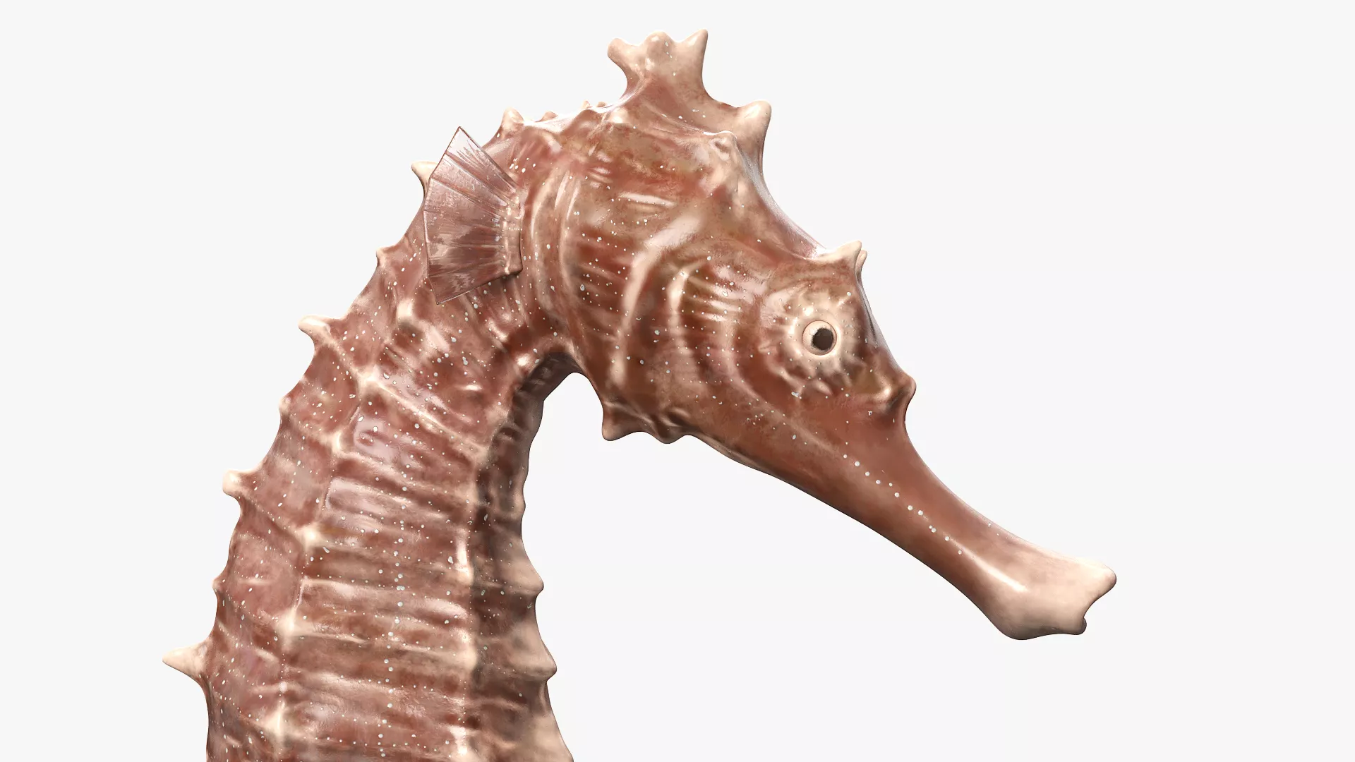 Seahorse Idle Hover Animated Rigged For Maya 3D model