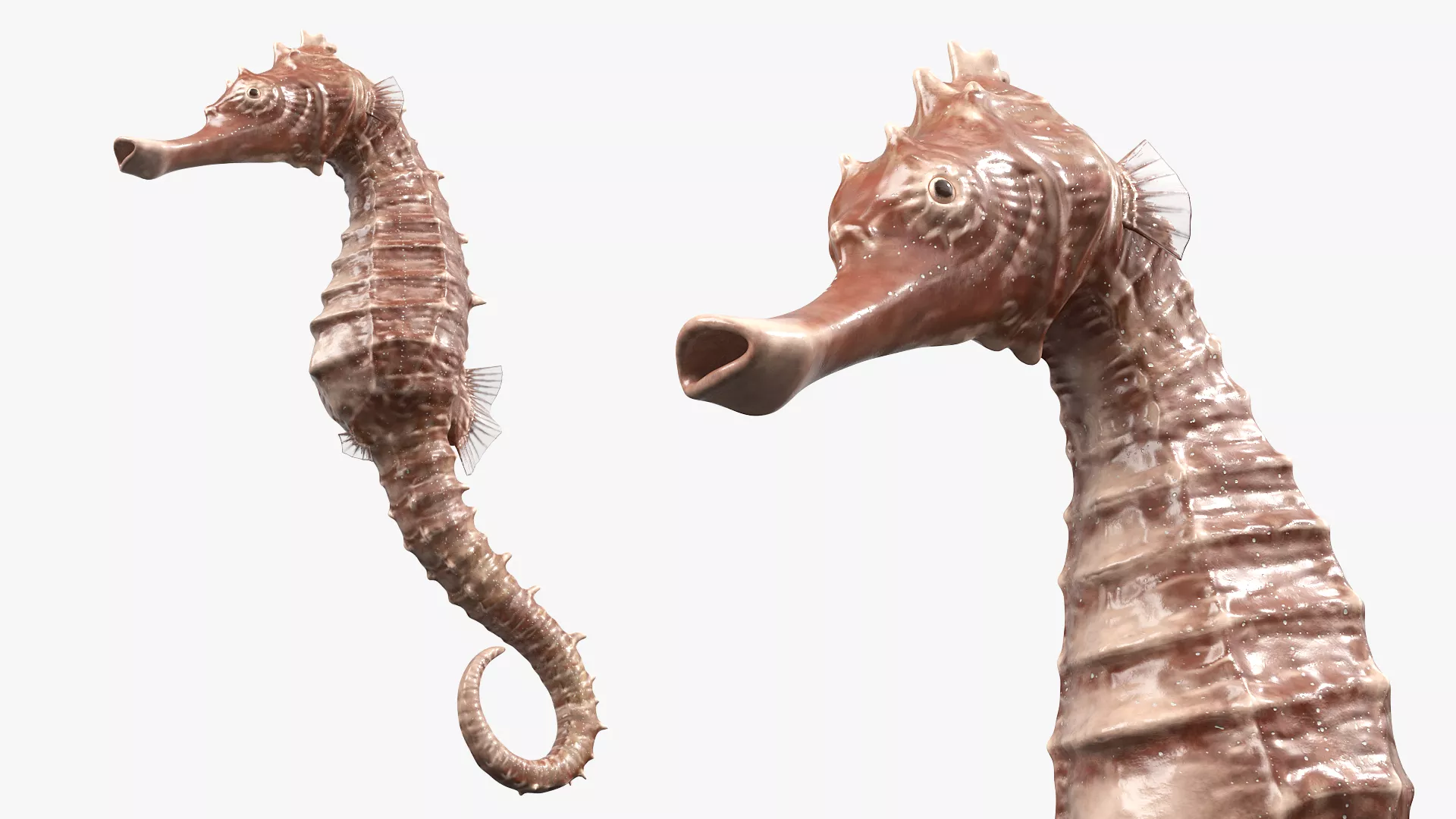 Seahorse Rigged For Maya 3D model
