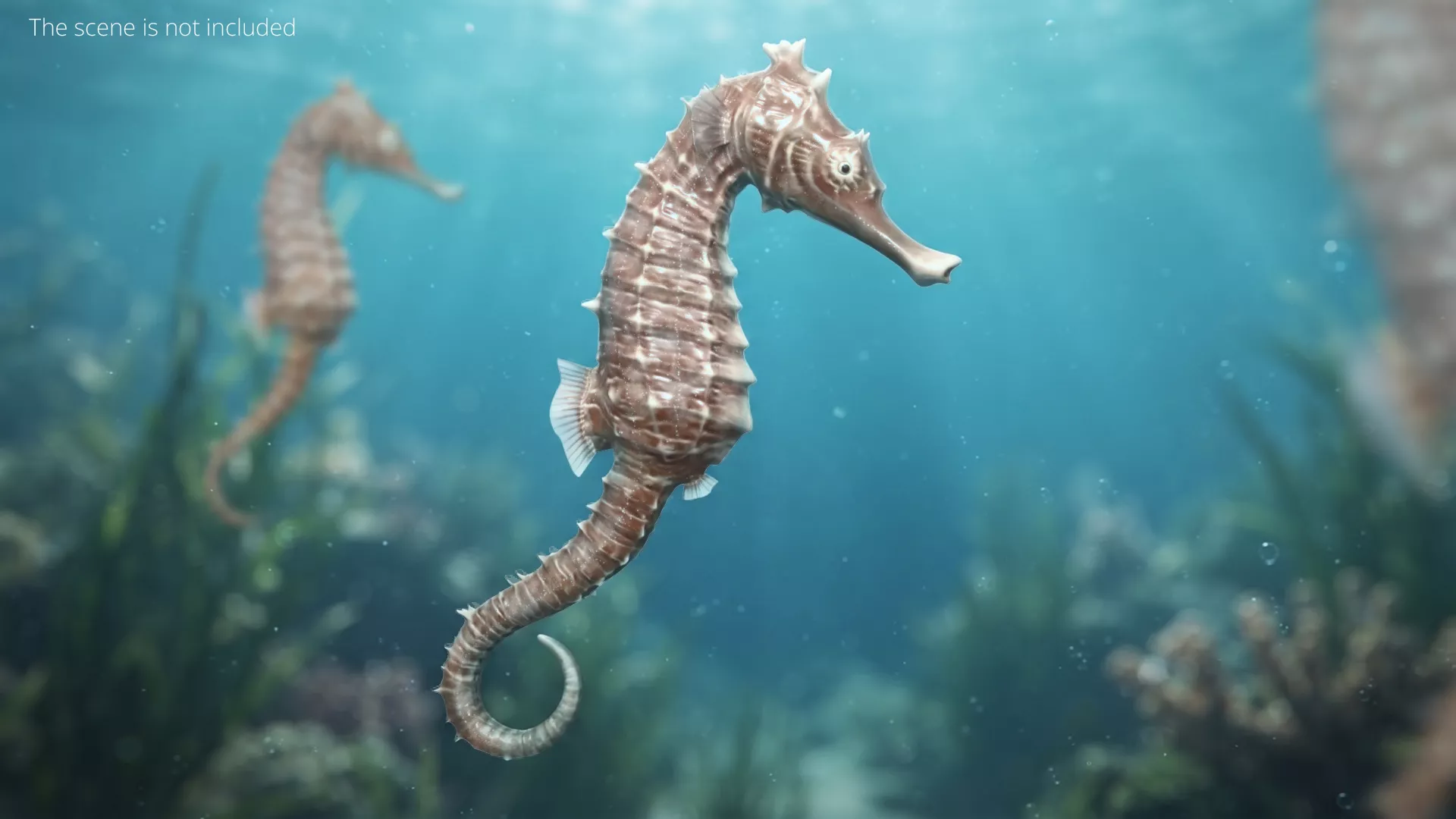 Seahorse Set Animated Rigged For Maya 3D model
