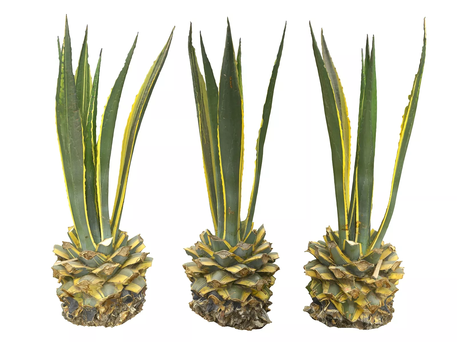 Tropical Plants Scan 8K 2 Low-poly 3D model