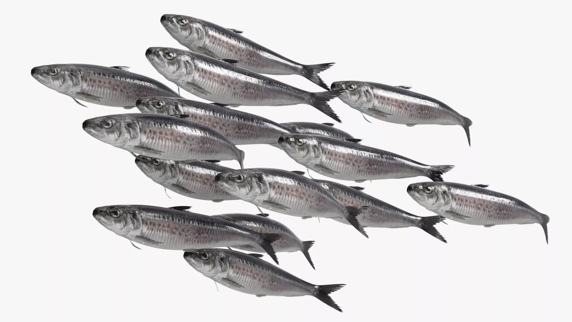 Sardine Fish School Rigged For Blender 3D model