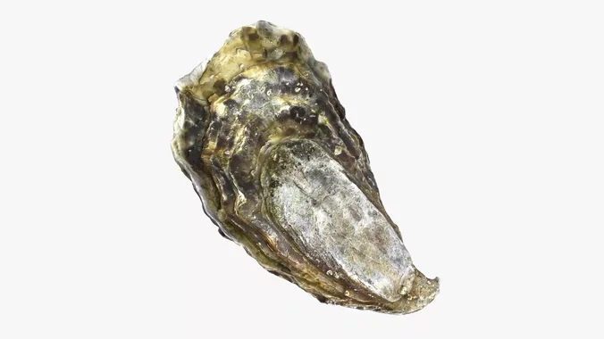 Oyster 01 - 3D Scanned