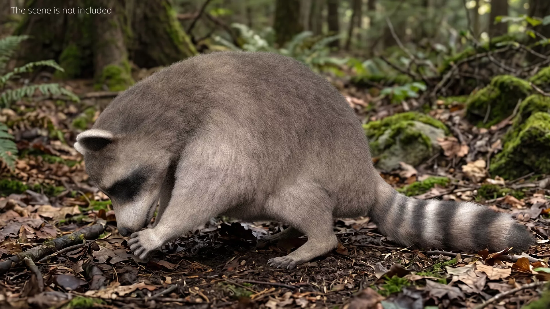 Raccoon Fur Rigged For Maya 3D model