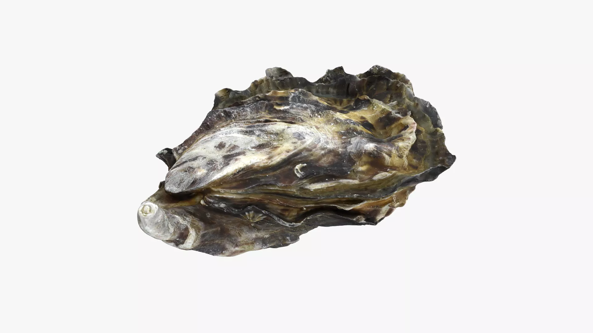Oyster 02 - 3D Scanned Low-poly 3D model