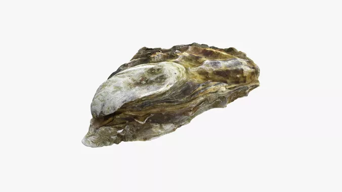 Oyster 03 - 3D Scanned