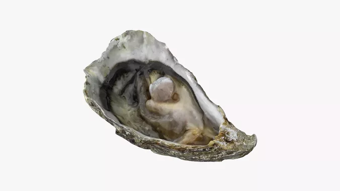 Bottom Half Oyster 01