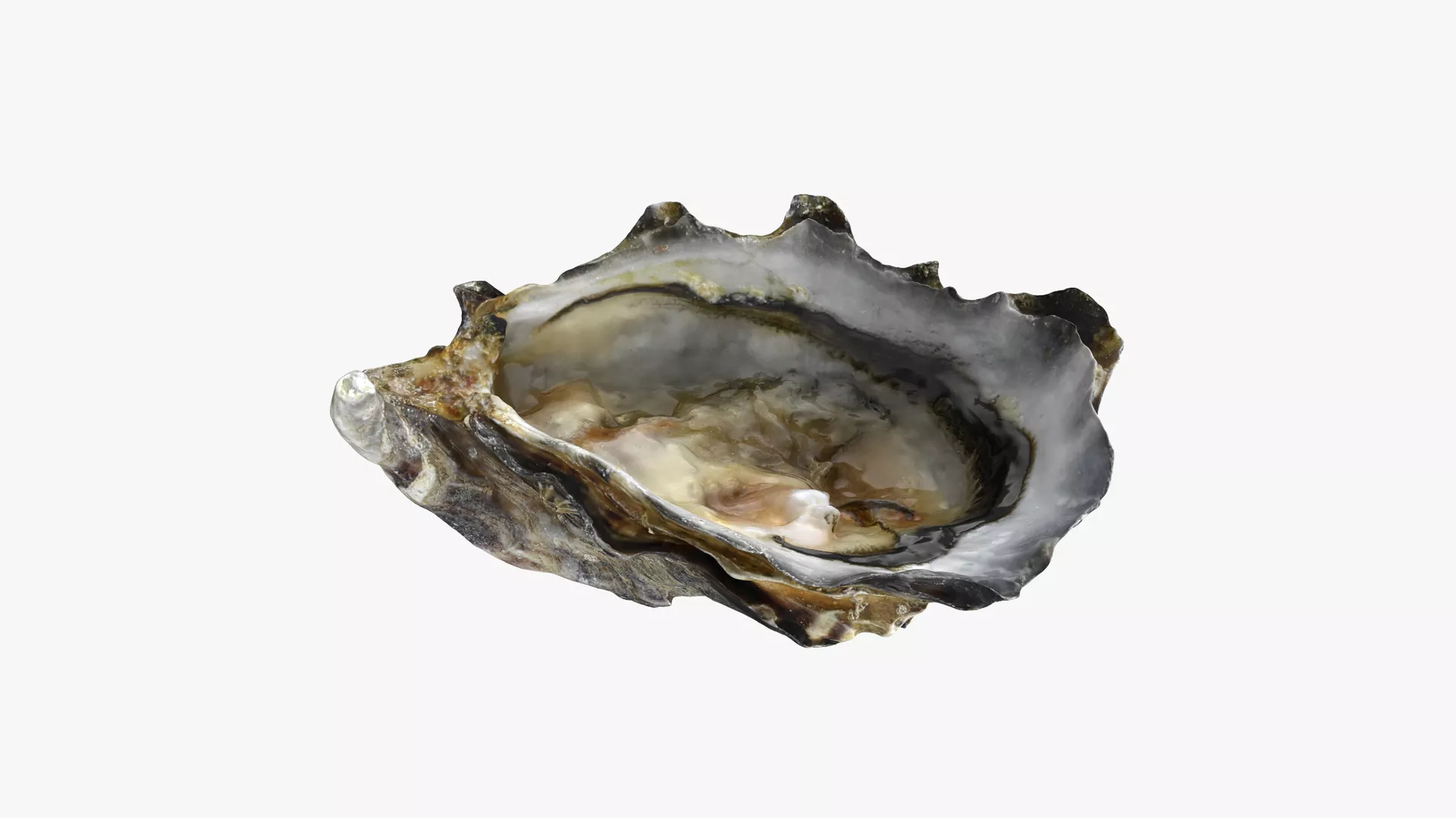 Bottom Half Oyster 02 Low-poly 3D model