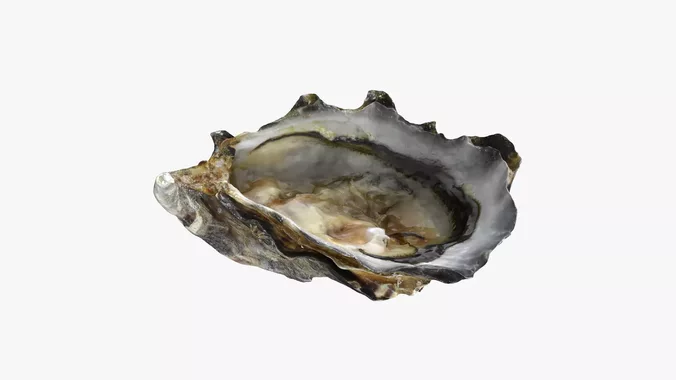 Bottom Half Oyster 02