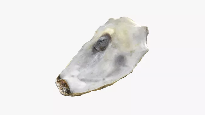 Top Half Oyster 01