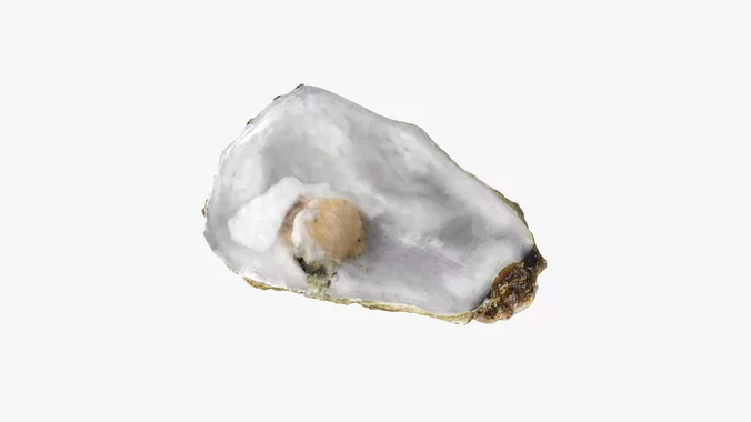 Top Half Oyster 02