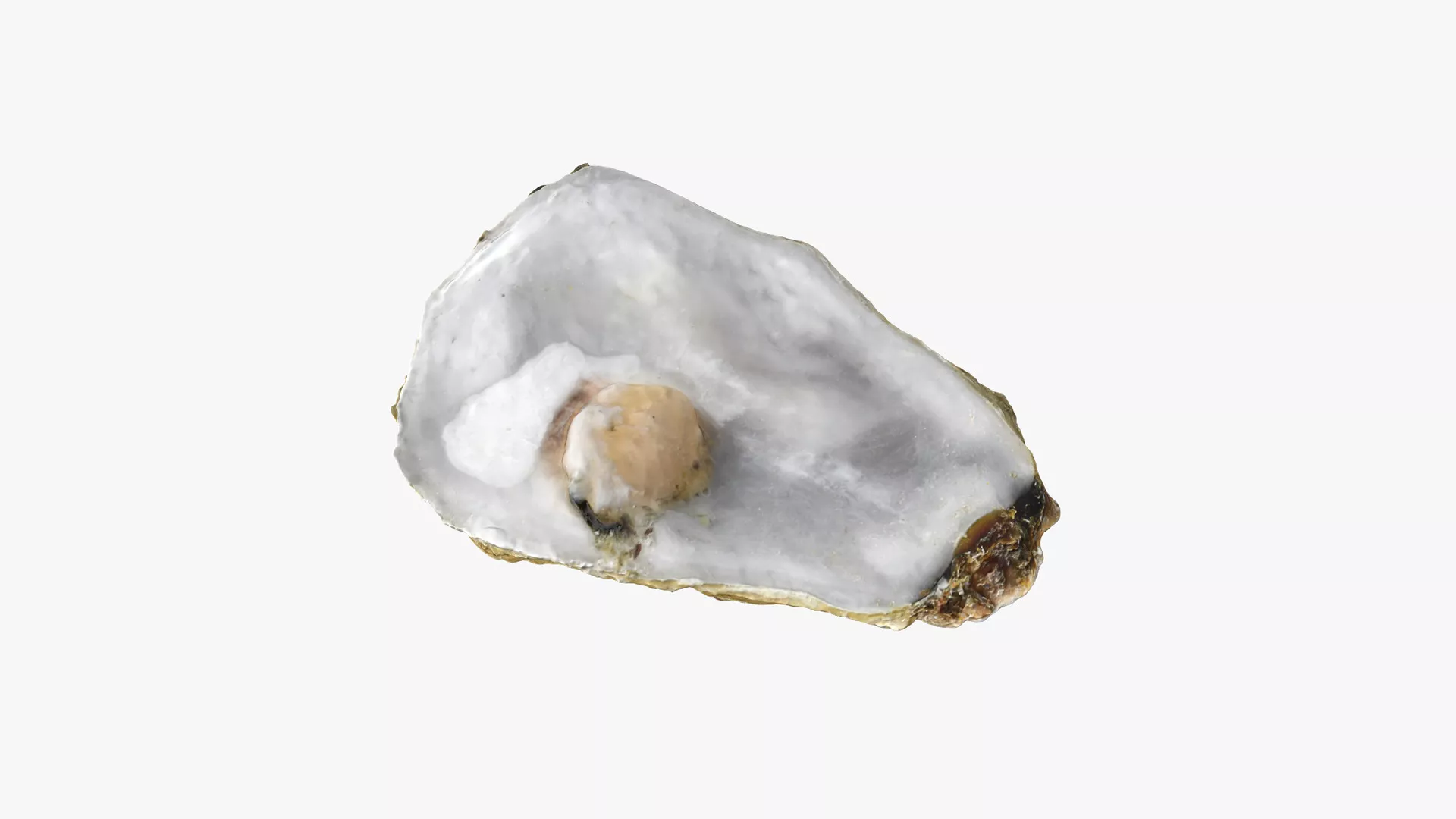 Top Half Oyster 02 Low-poly 3D model