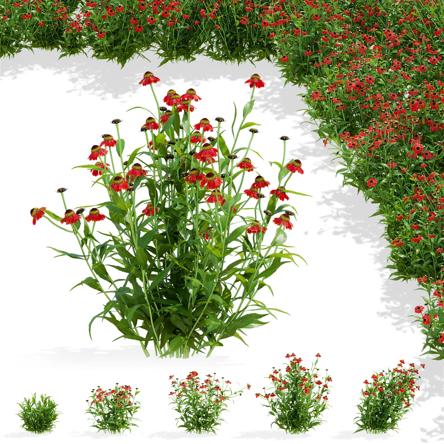 Helenium hybride 3 flowers 3D model