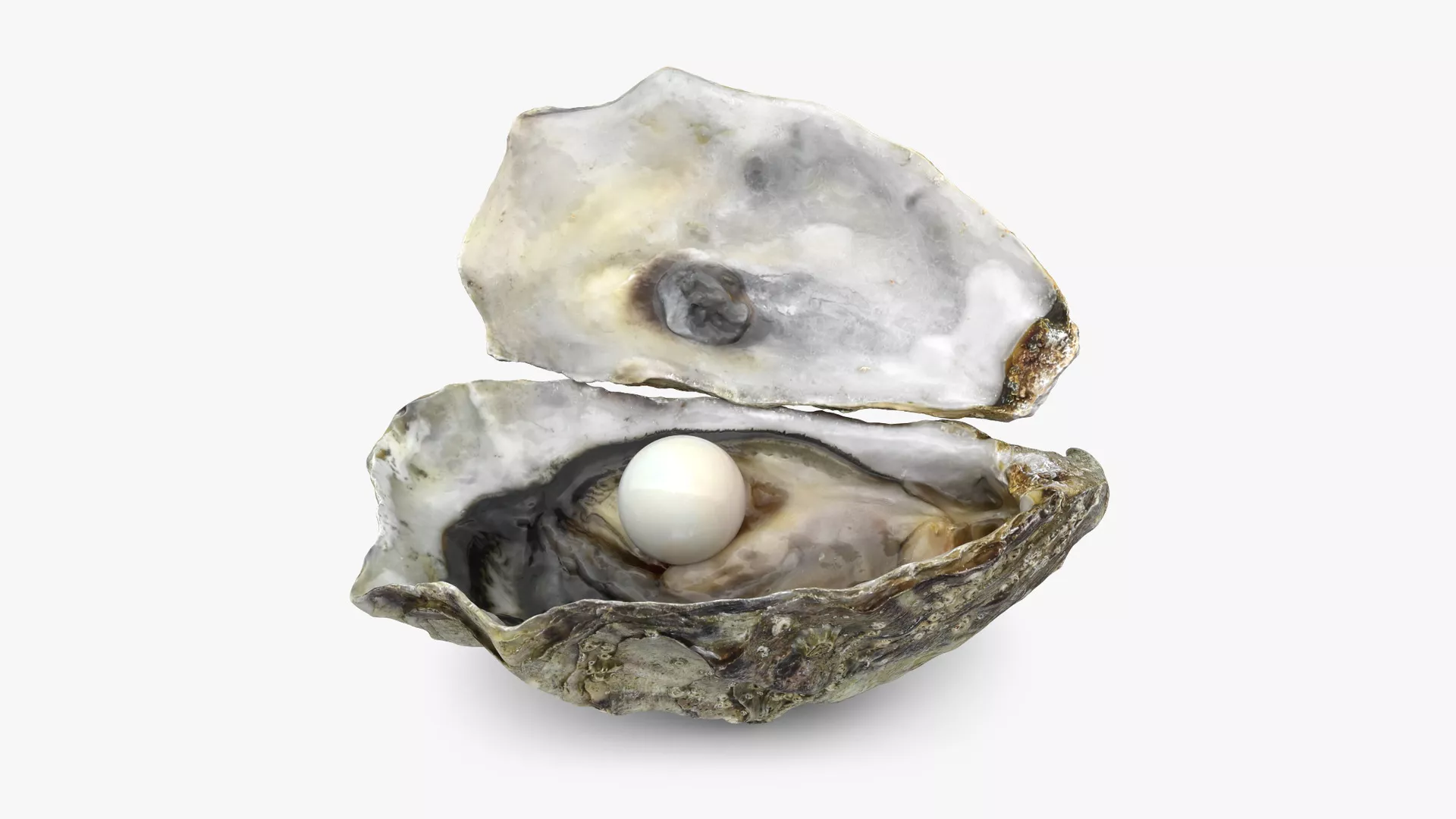 Oyster with Pearl Low-poly 3D model